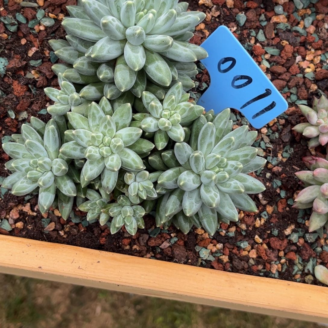 潇***族0011号上午多肉植物群生多肉植物