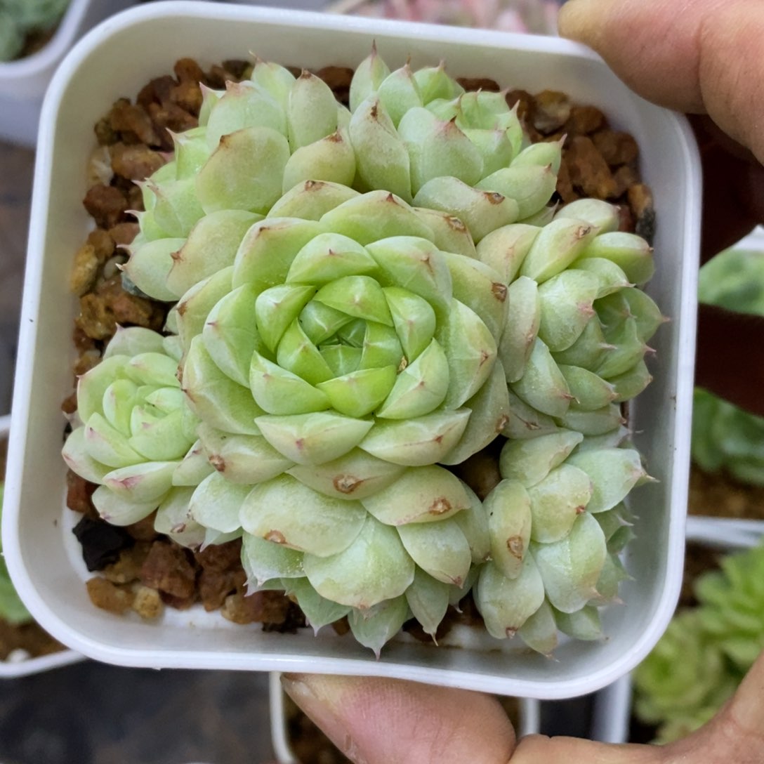 精品多肉一物一拍不包整135