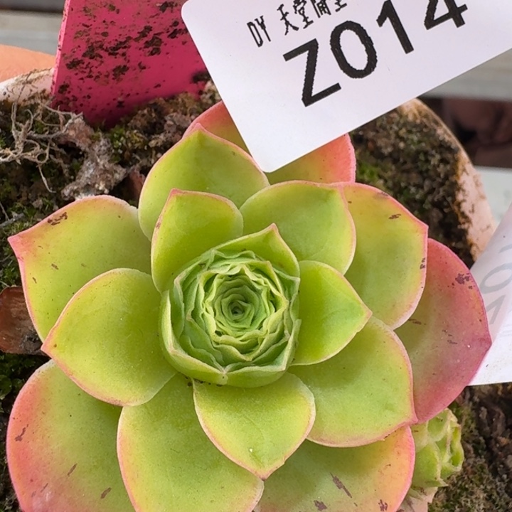 朱014。 清欢群剩下打包。anni