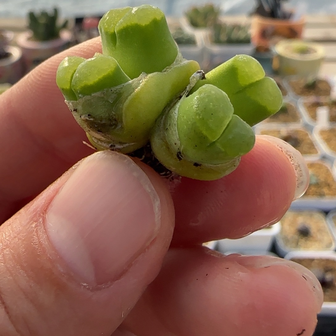 2.9号多肉绿体Y400母本26号