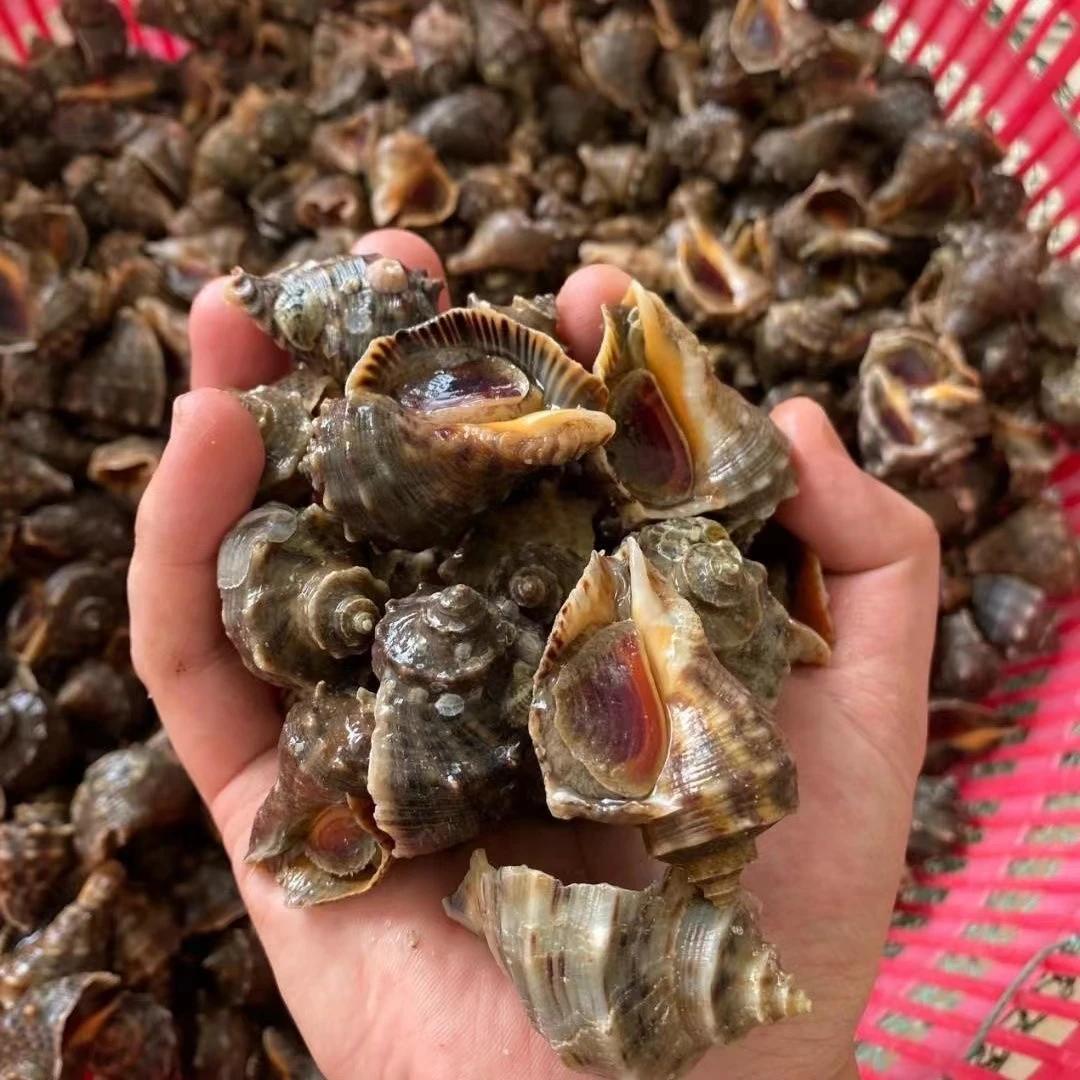 【小勇海鲜】海螺纯海捕保鲜 大小不一 顺丰冷链包邮