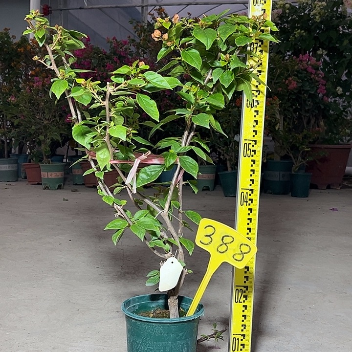 全部花苞 72cm 橙粉公主 原生小树头 388