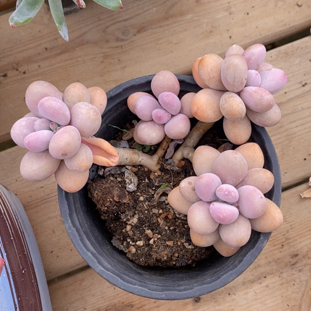 可问主播品种，下滑链接更多品种多肉选择