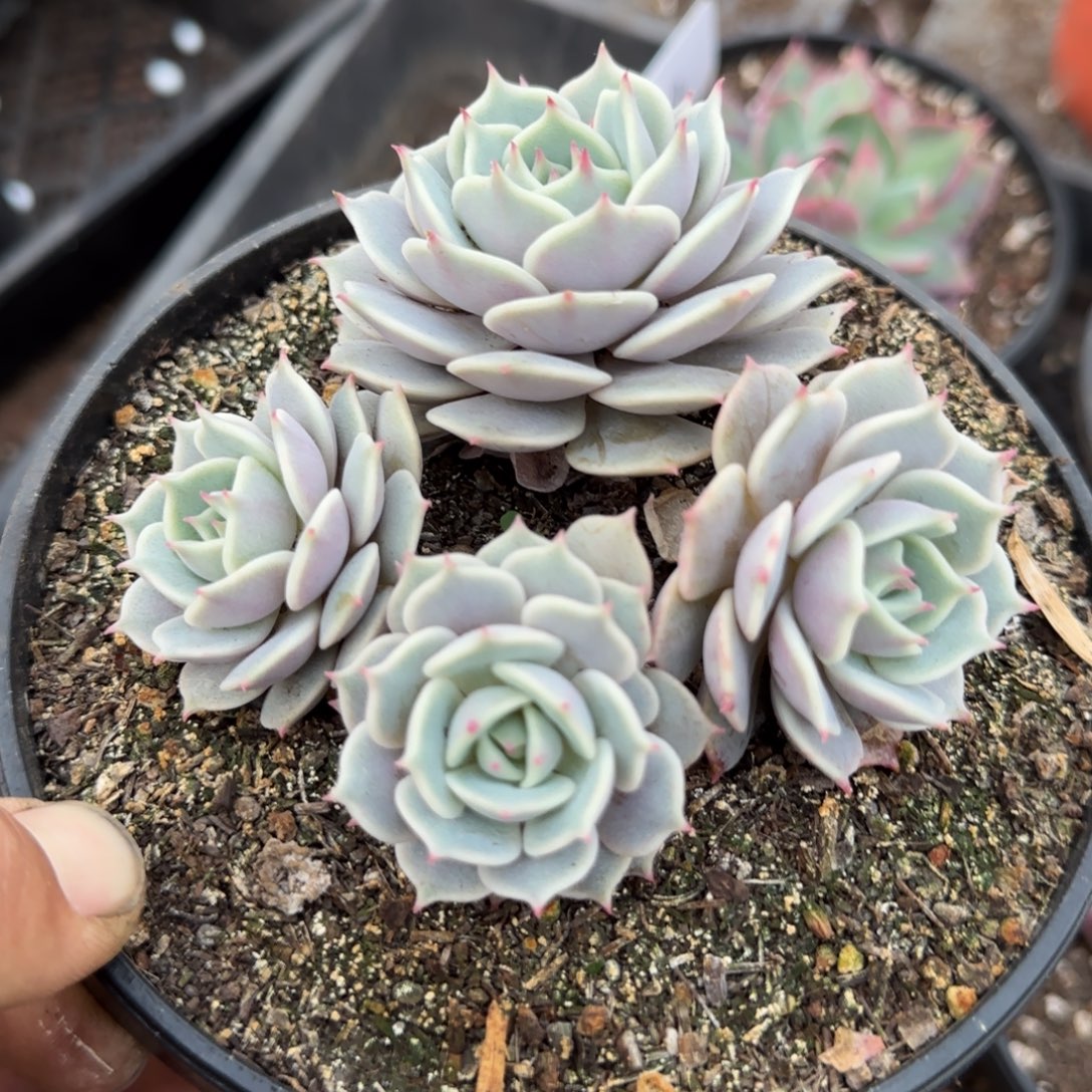 露娜脸惊鸿一物一拍包装收缩花旱