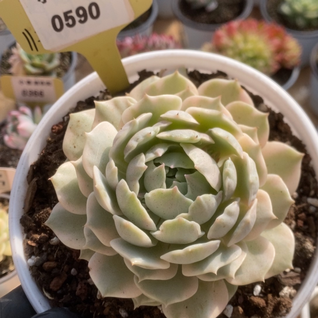 昂*590露娜莲锦锦锦锦锦