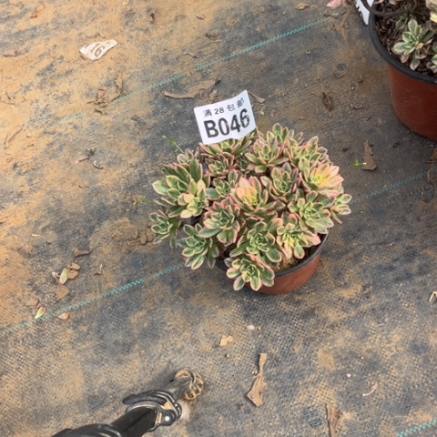 046甜茶不包断枝