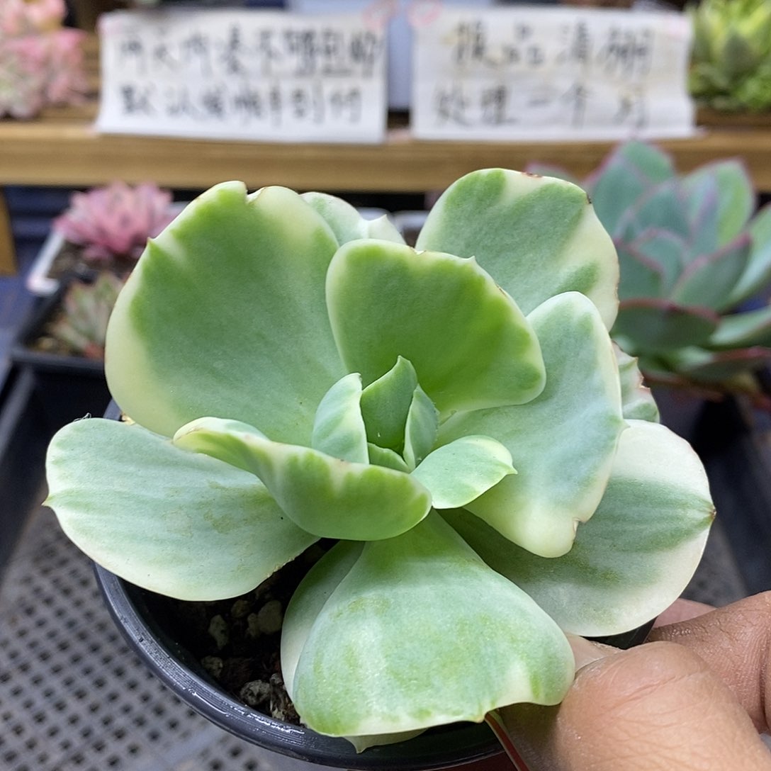 2655 鸡蛋碧桃锦