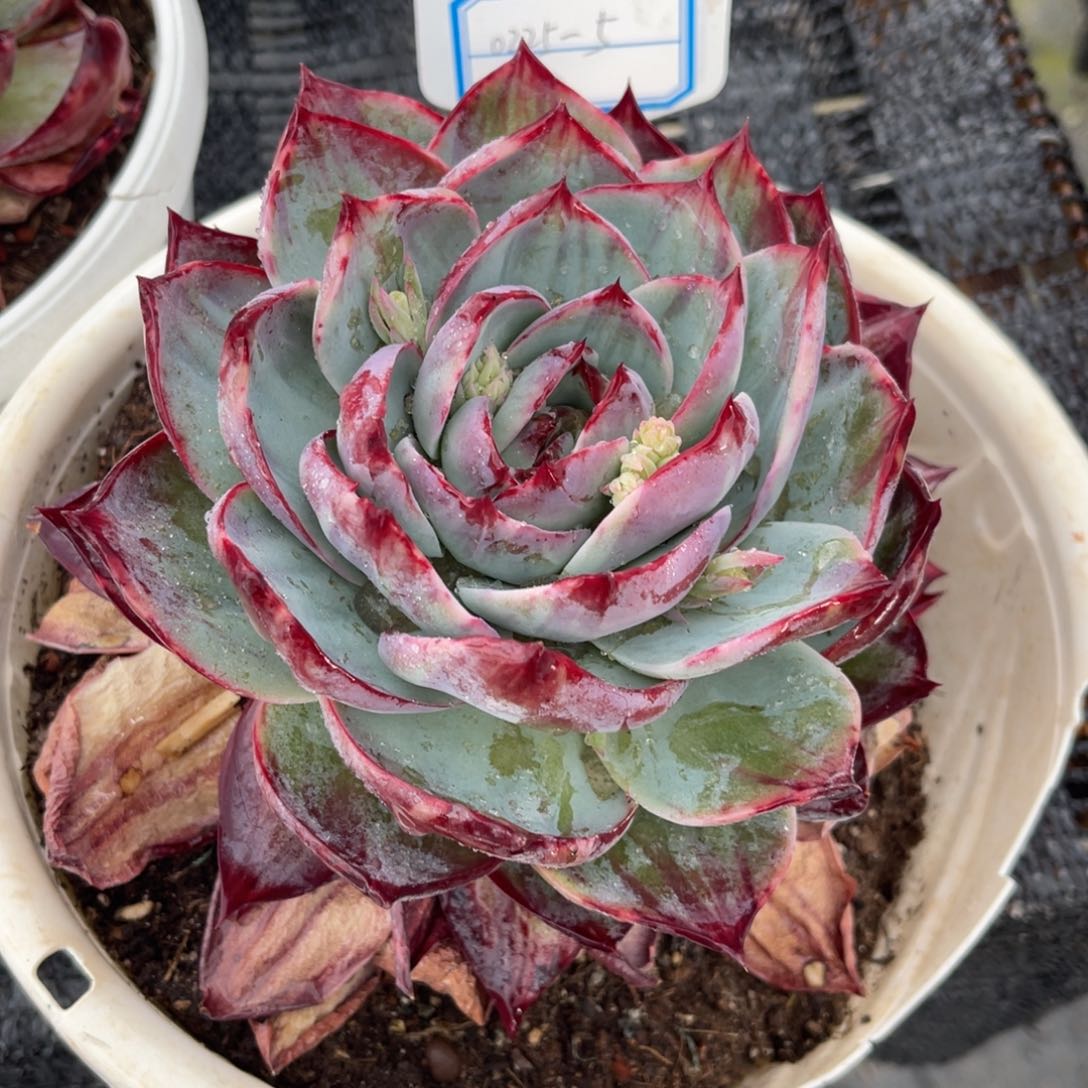 云舍多肉精选编号0325-5