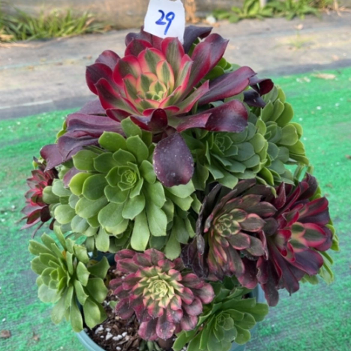 【闪购商品】29嫁接多肉法师