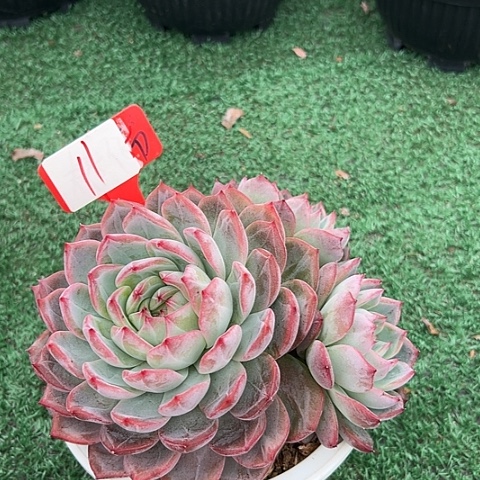 11红鸾多肉植物一个带盆