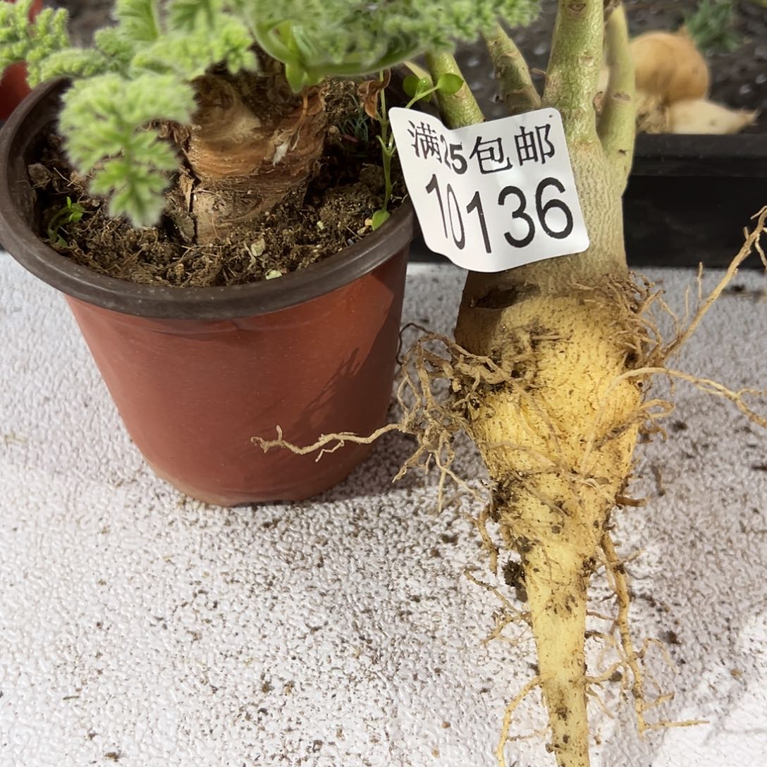 洋奎136，一物一拍