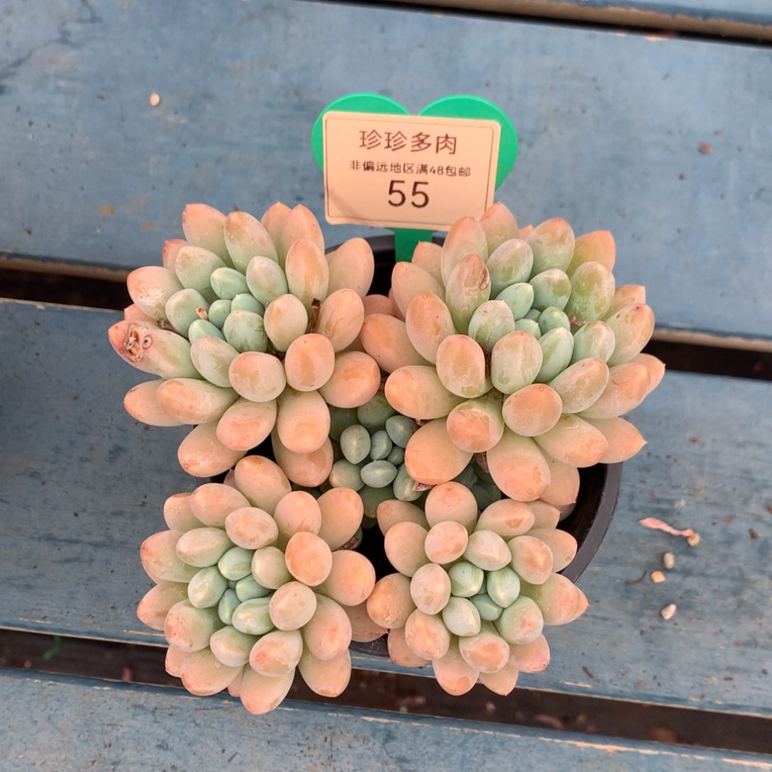 七彩奶糖老桩无砍55