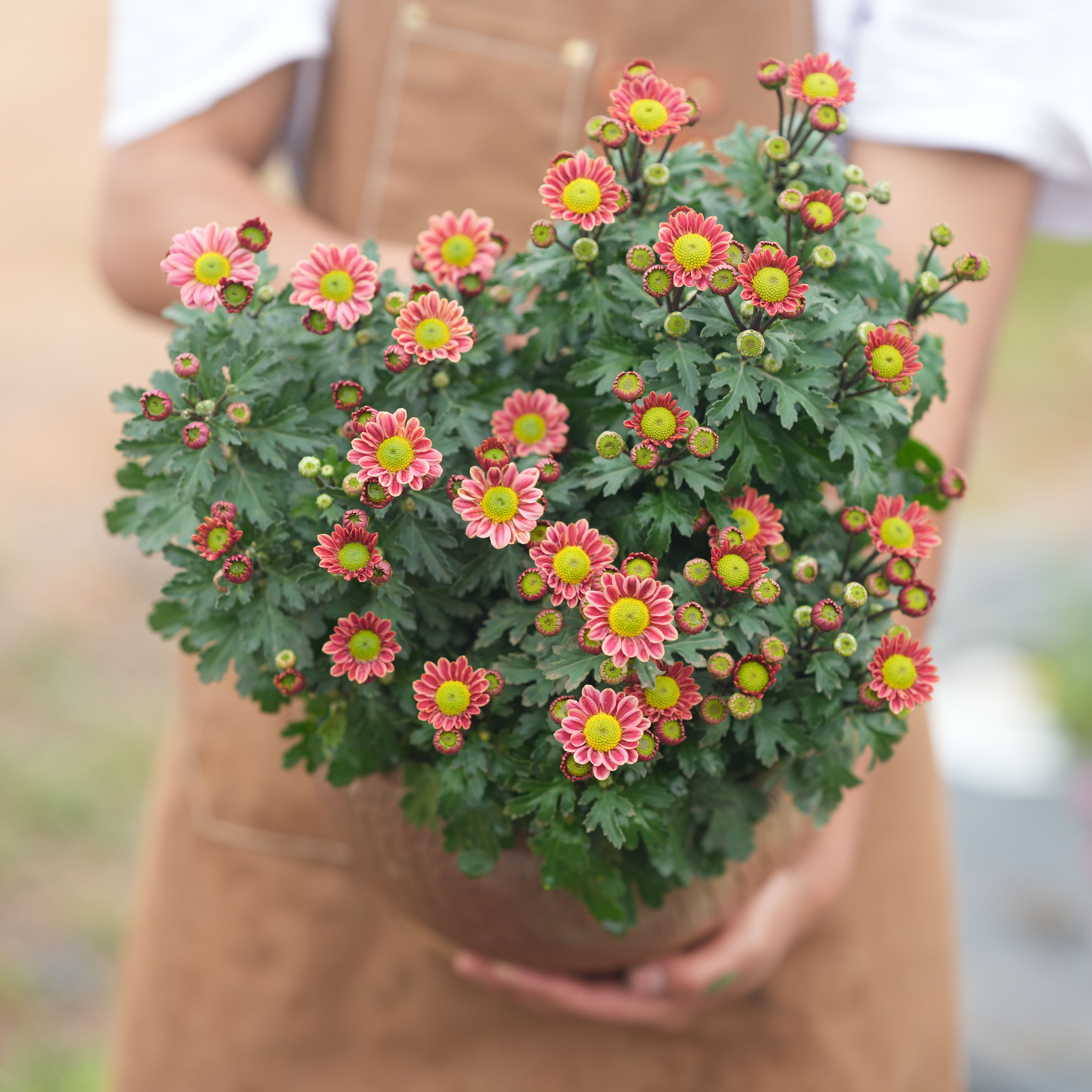 荷兰菊《2盆》好养活 可地栽 阳台室内庭院都可以