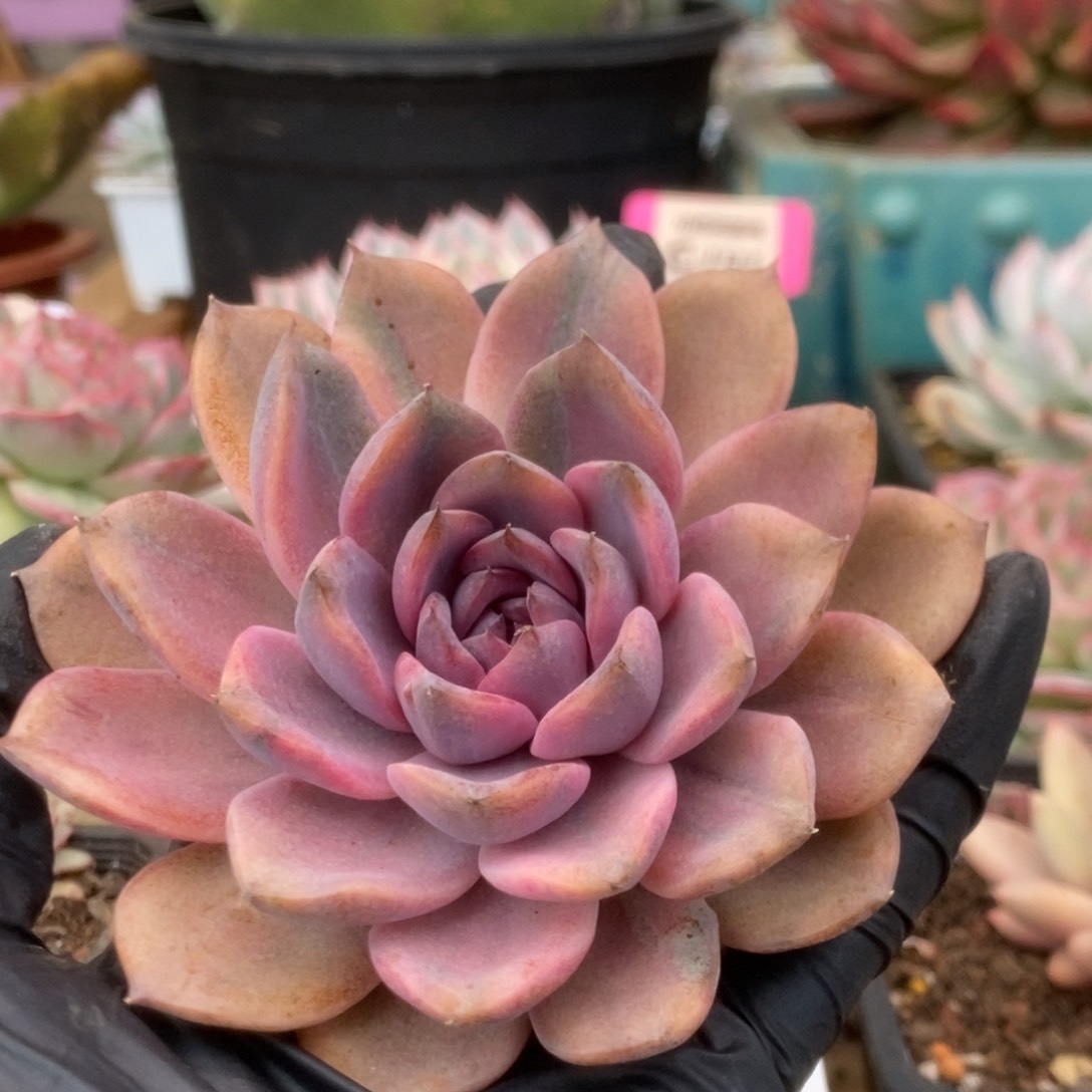 193紫禁城头盖锦锦锦锦锦