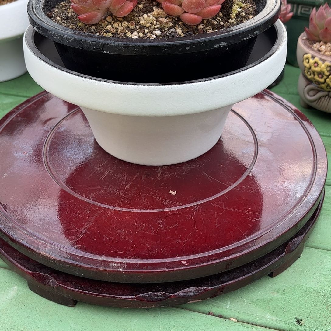 多肉植物啦啦啦啦啦啦