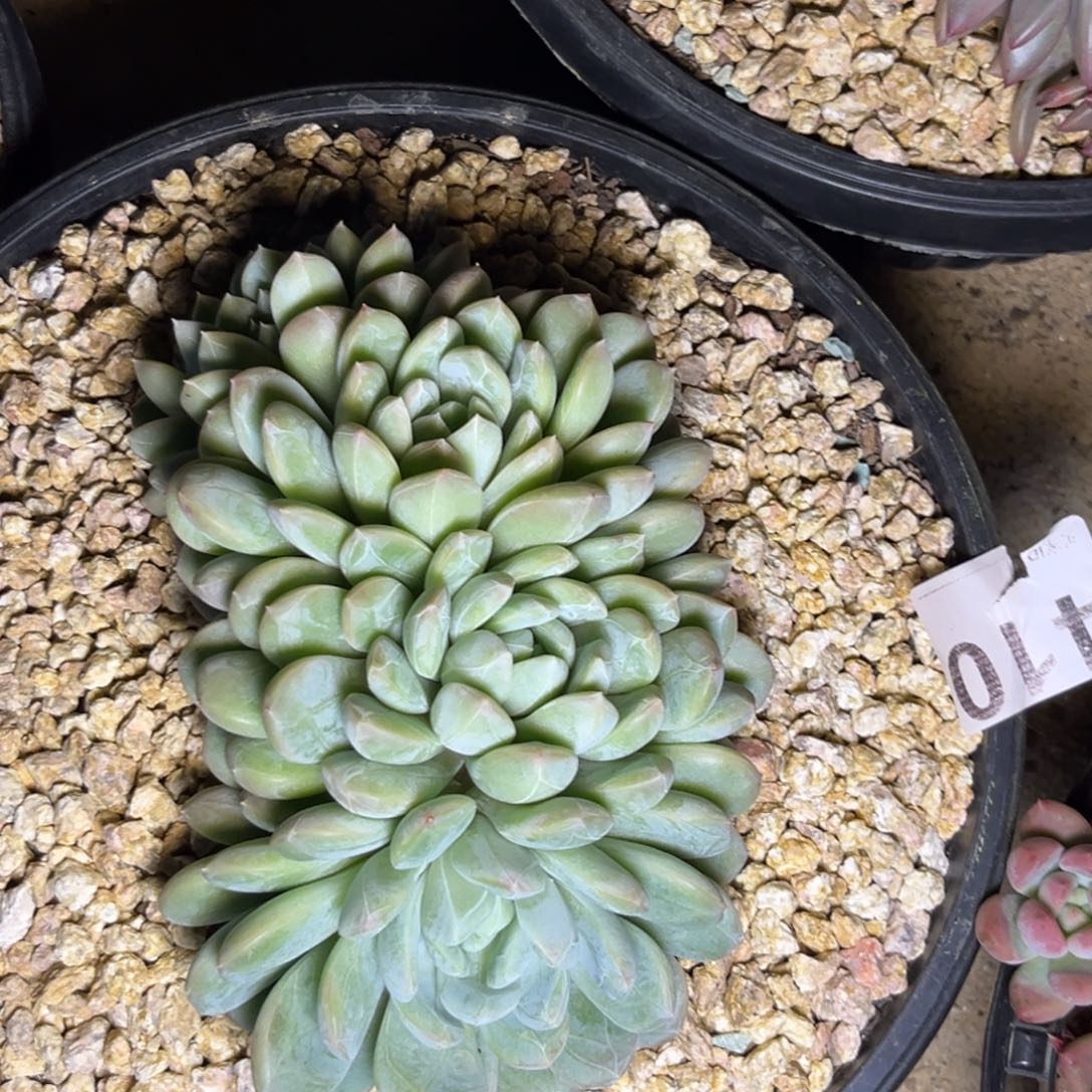 百搭翡翠多肉植物410