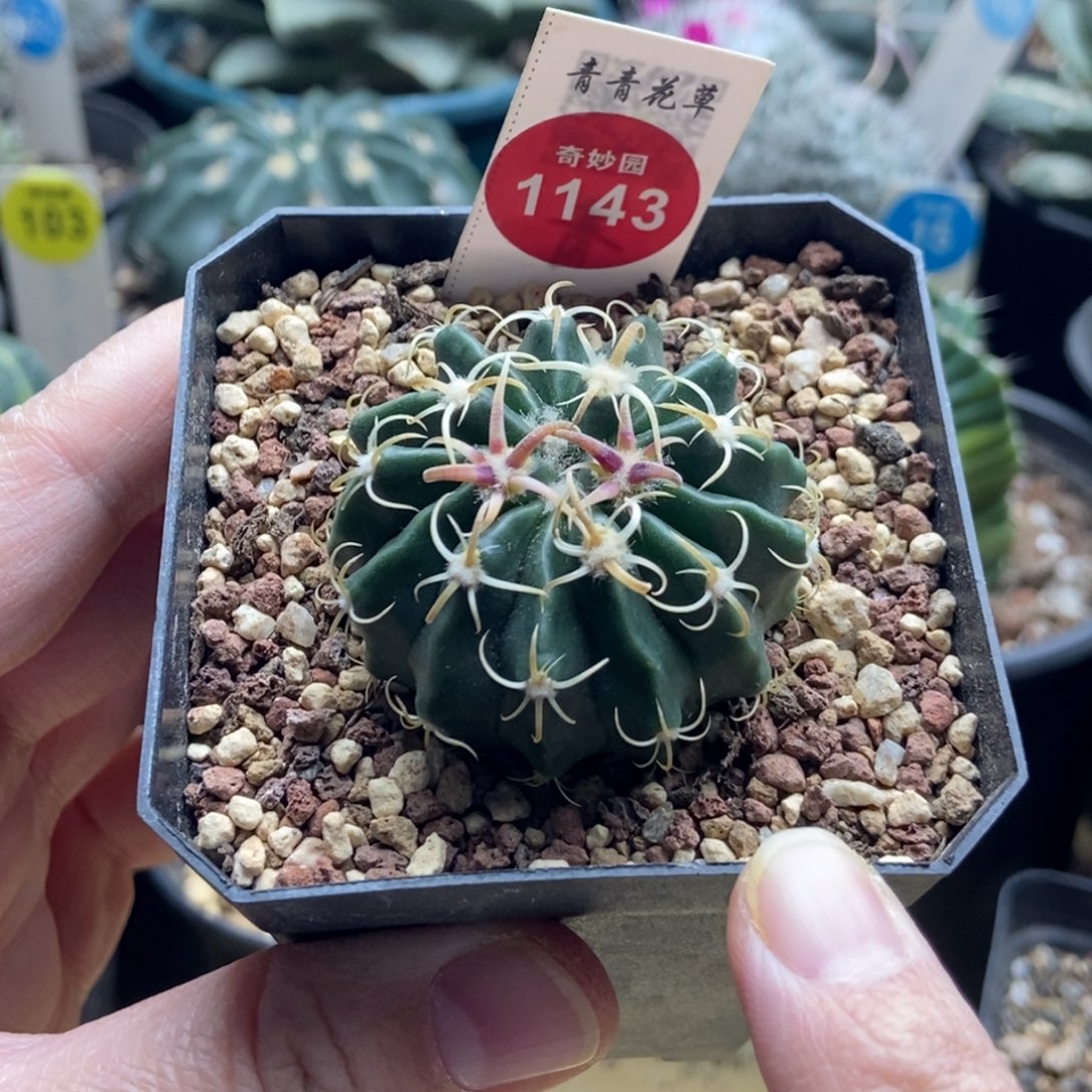 实生卷刺武藏凌波4.2cm