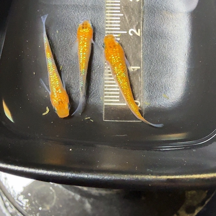 青鳉鱼62号拍品天界