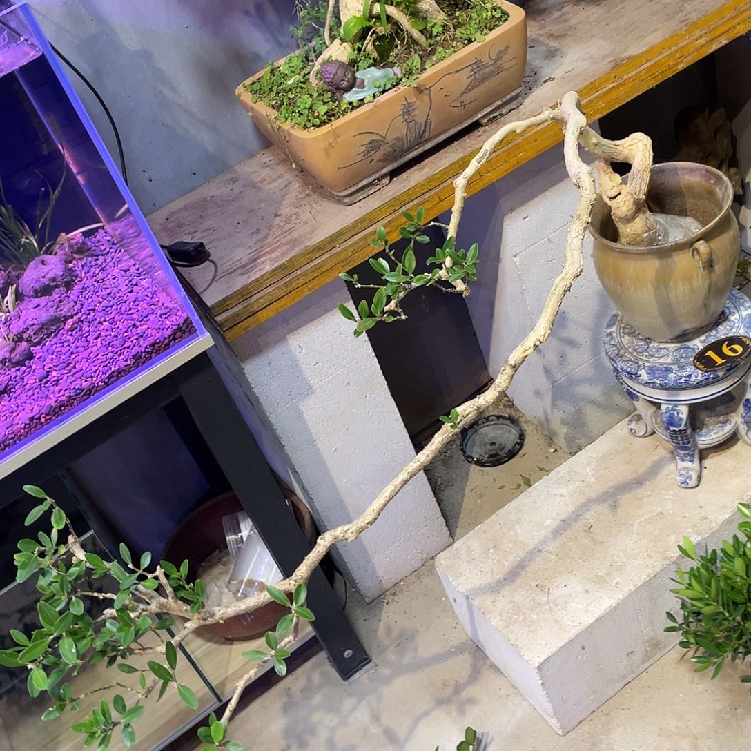 陈***生无花朵一起为梦想而加油啊