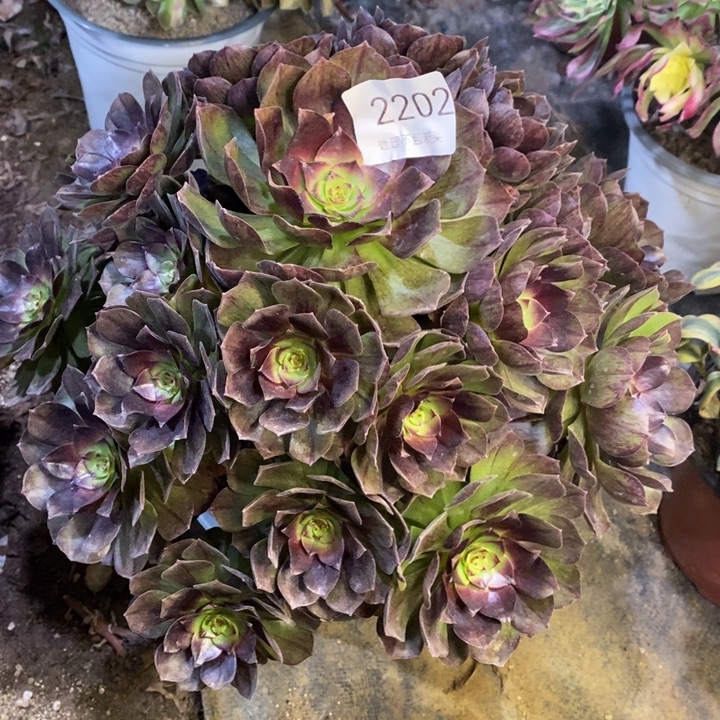 黑膜多肉断头不包2202