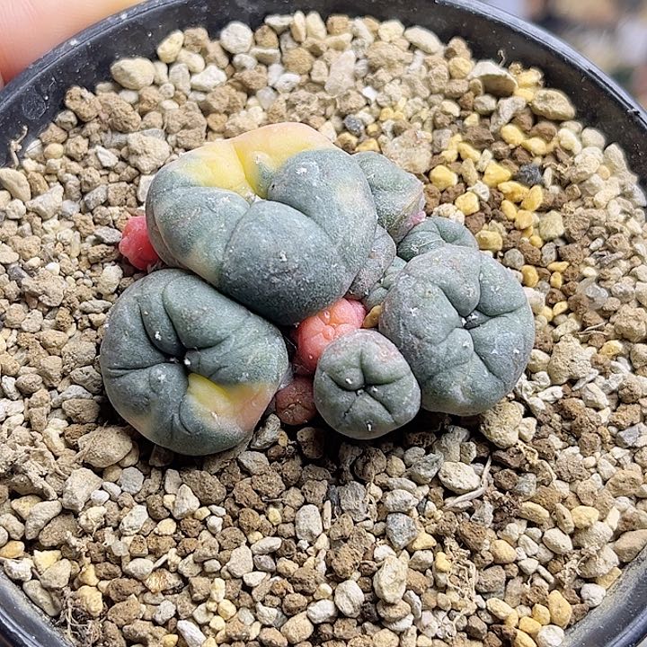 自根海鲜锦一物一拍