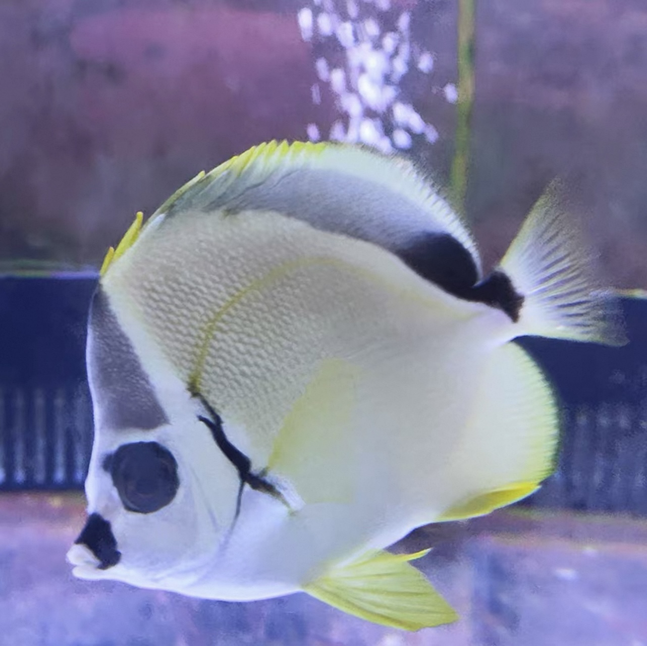 海水观赏鱼巴巴碟养定颗粒免包装费顺丰到付