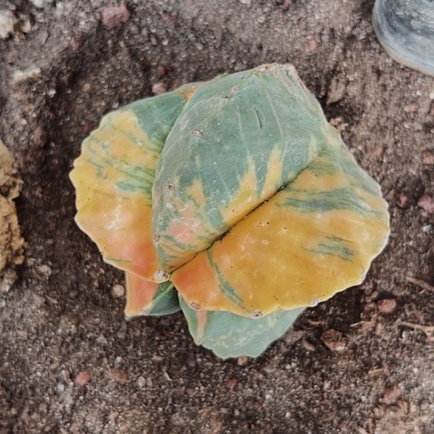 394处理木心根仙人球