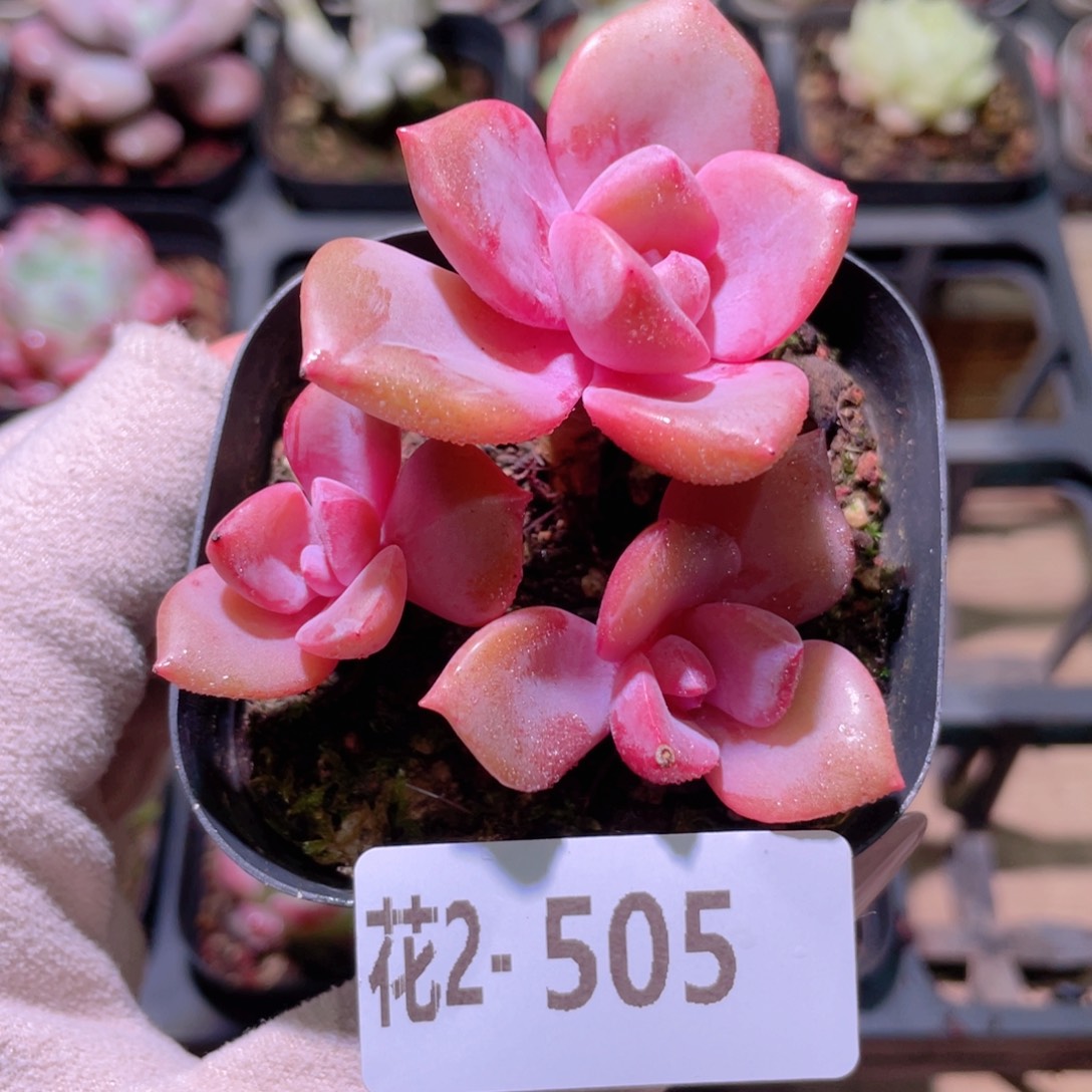 花利美2-505彩虹糖