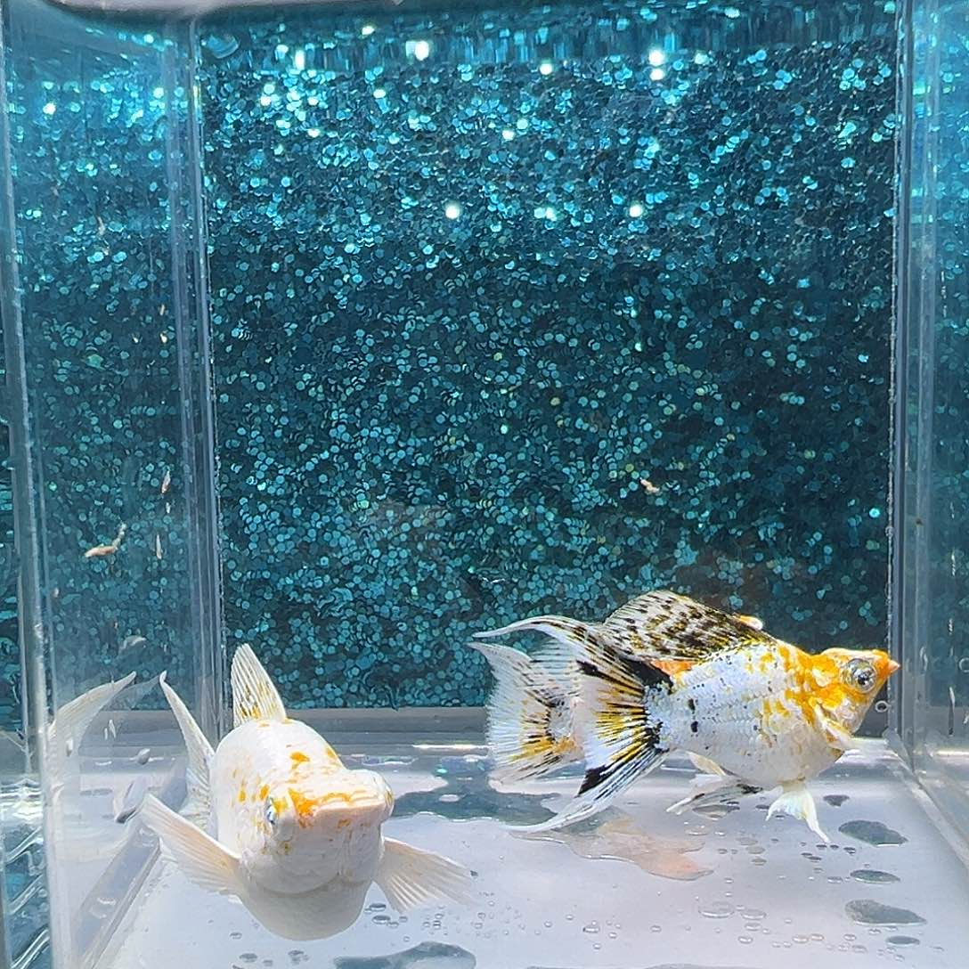 孔雀鱼皮卡丘玛丽2公1母00037