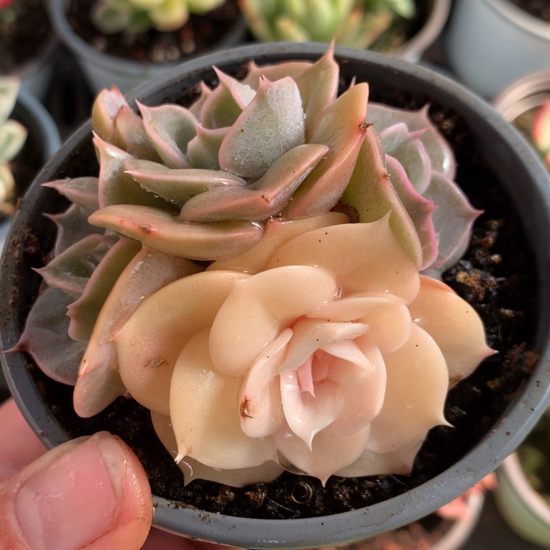 4头双子座j j j j j j l