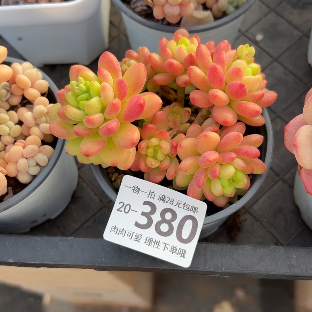 香格里拉无盆土发货无