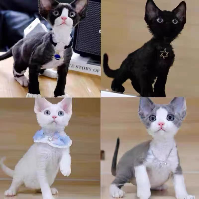 景语家德文卷毛猫幼猫纯种德文猫幼崽宠物猫活体卷毛猫不掉毛活物