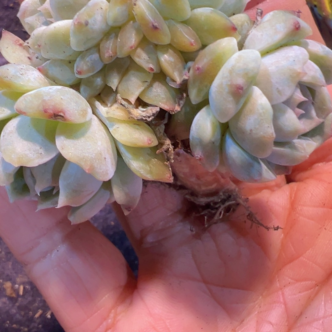 飞**嘎新年快乐啊宝宝们888888888