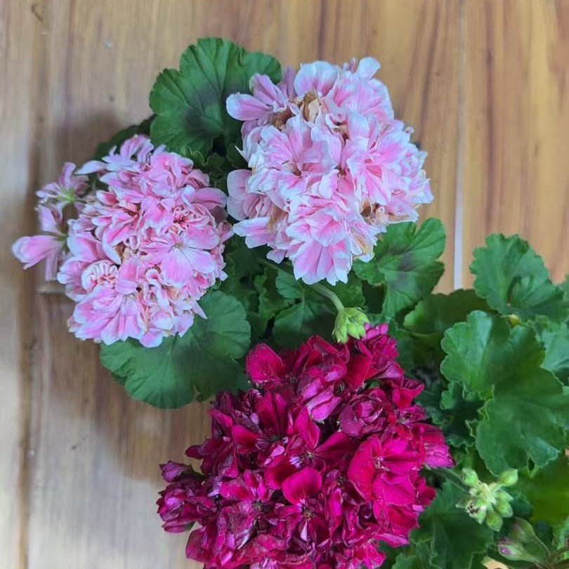 【樱桃仙子+童话故事】2颗重瓣大花球天竺葵(勤花)包对版带花苞发货