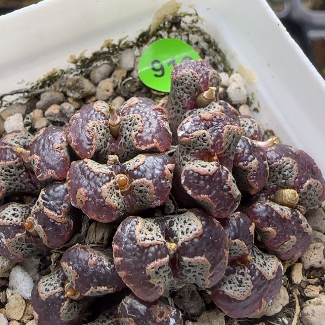 大窗超碟群多肉植物919