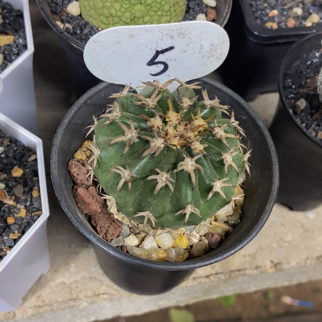 猫爪圆盘玉一物一拍