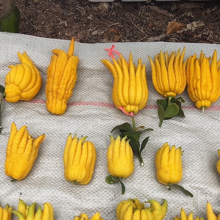 寒****完全开放金华佛手果漂亮的