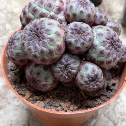 紫丽丸仙人球15米仙人球