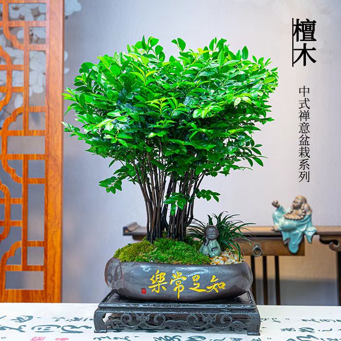 丛林款老桩小叶紫檀盆景绿植·高端观叶大气美观客厅室内