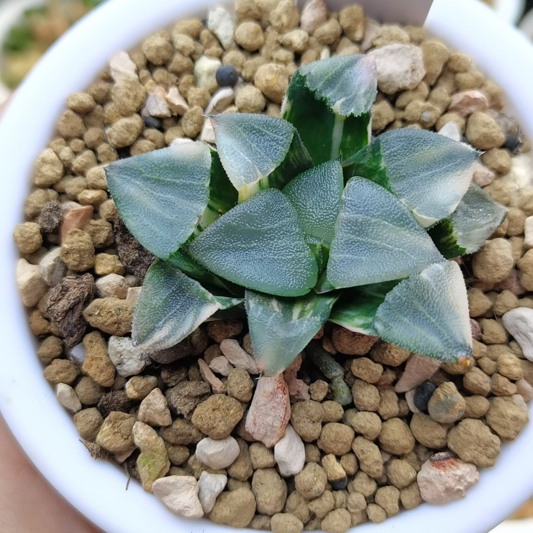 219号实生克锦一物一拍带盆土发货