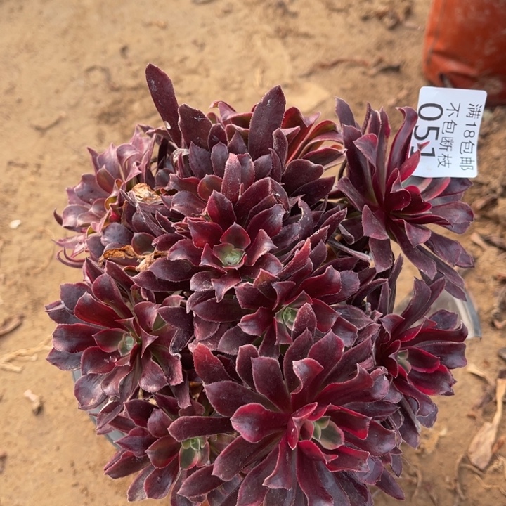 051蒙娜丽莎不圆1法师