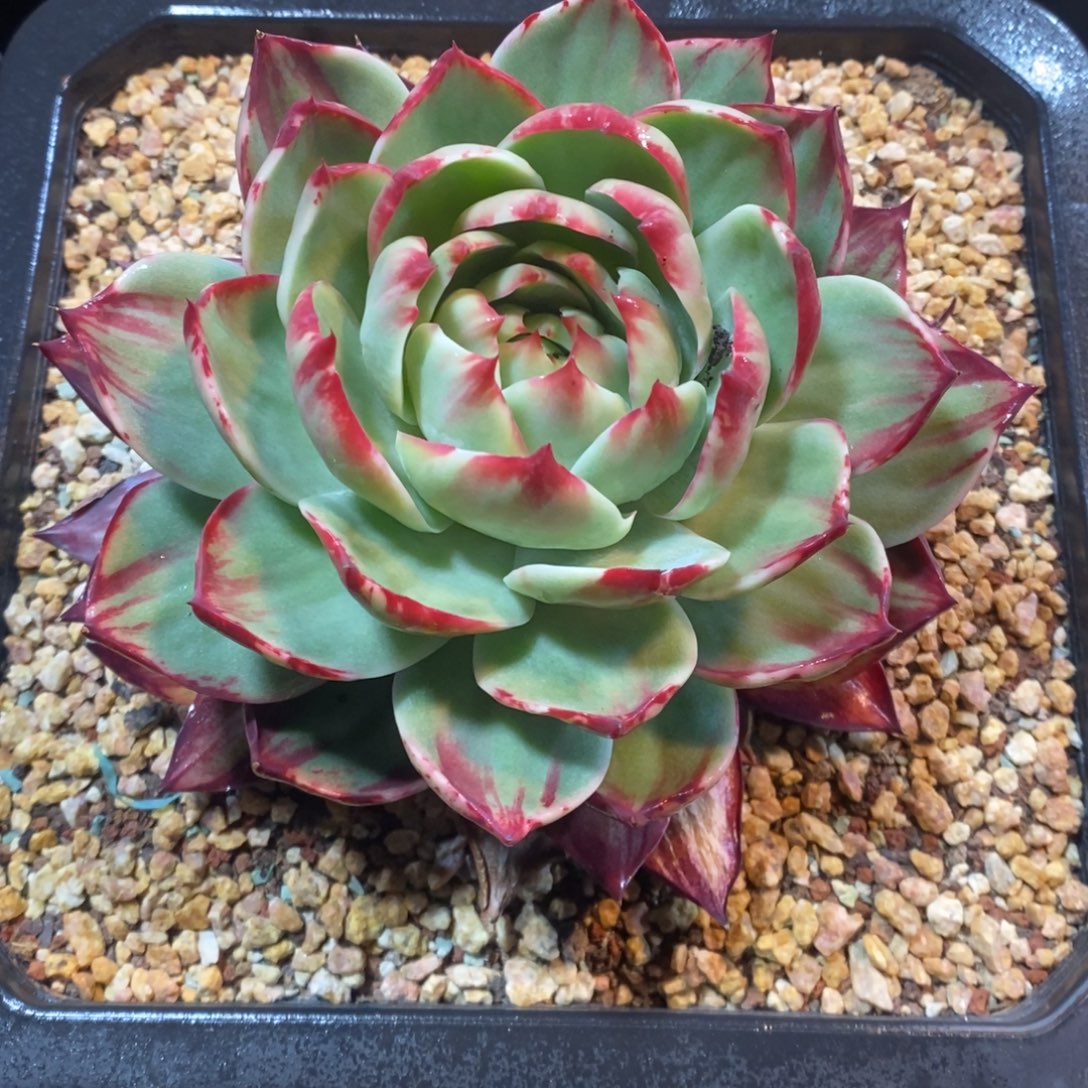 微***身惊鸿仙子一物一拍