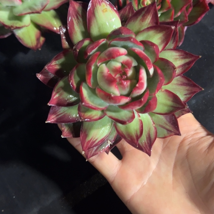 酒****发货酒窝11111111