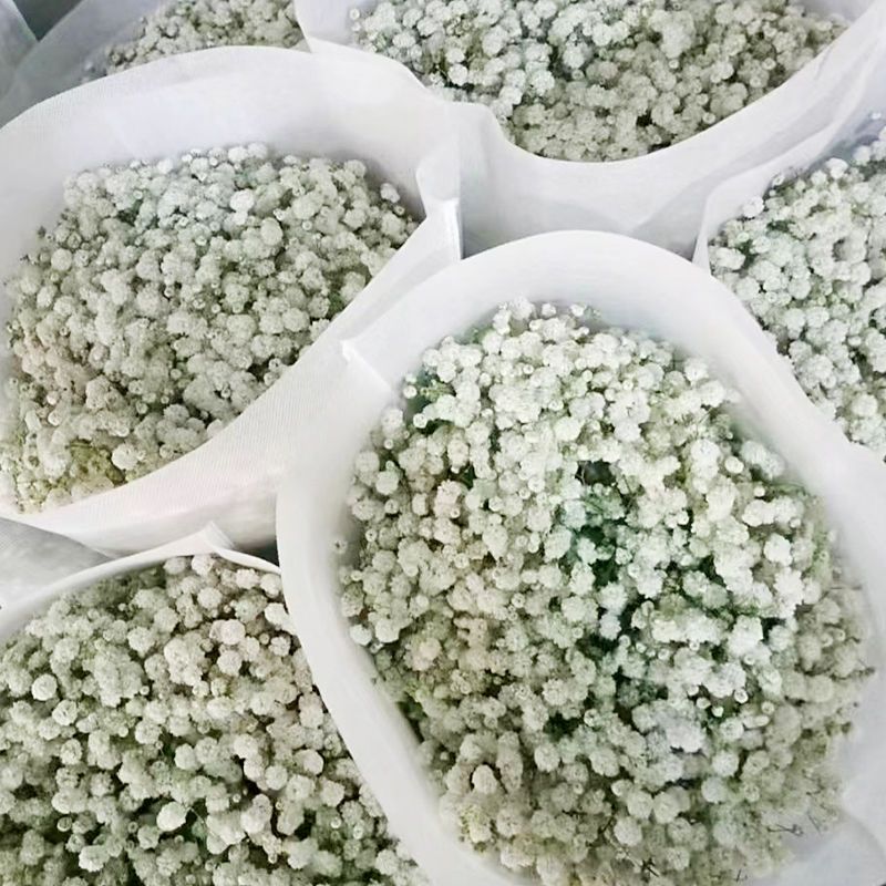 白色满天星鲜花新鲜采摘可做干花云南基地直发