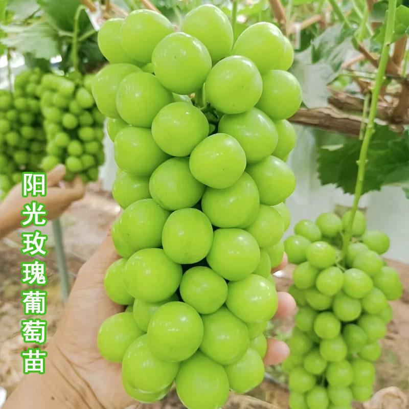 葡萄树苖果树果苗甜蜜蓝宝石葡萄南方北方种植爬藤阳光玫瑰葡萄苗