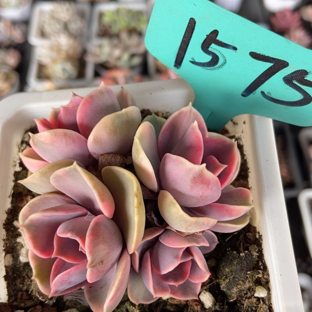 1575彩虹多肉植物