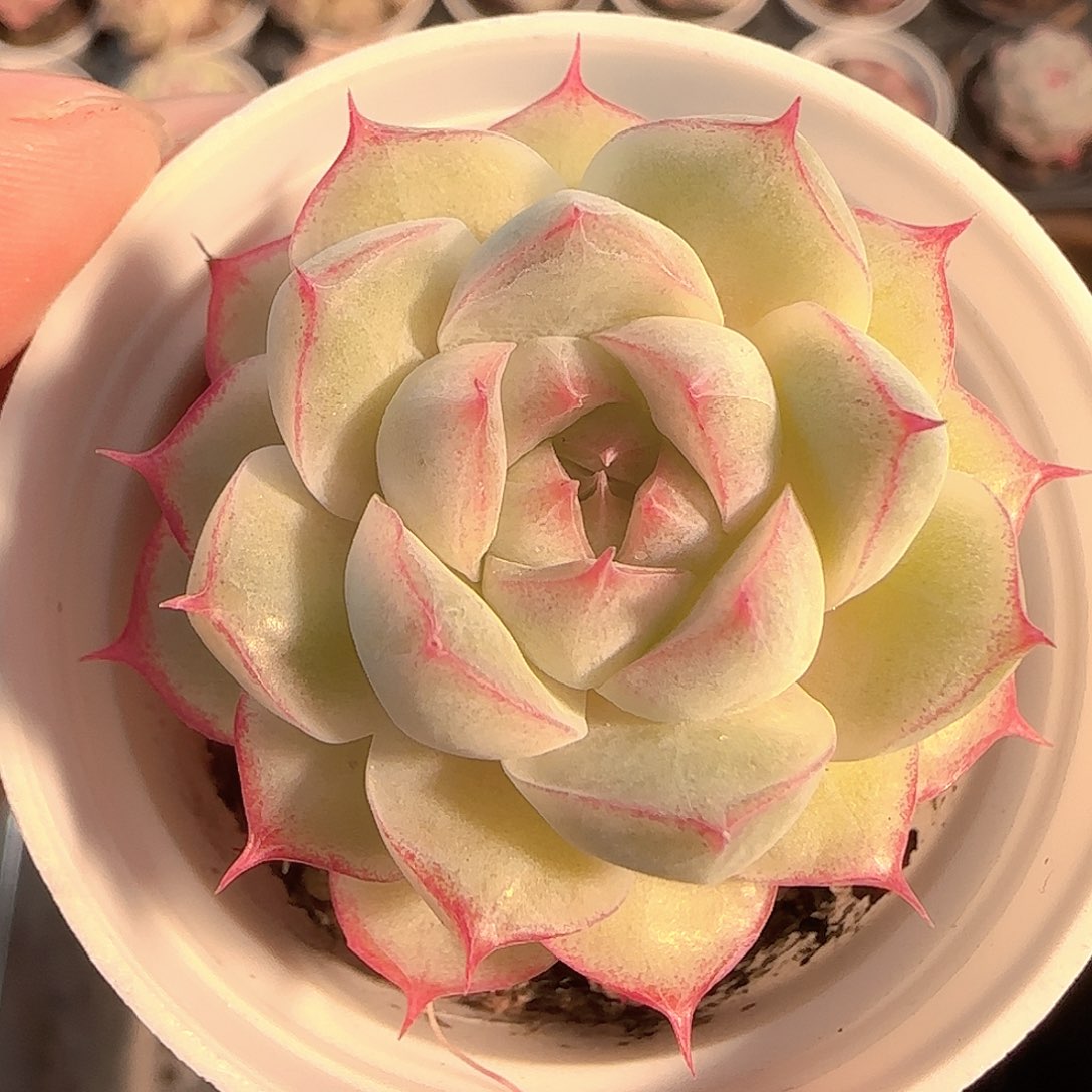 多肉1201-216女王玫瑰