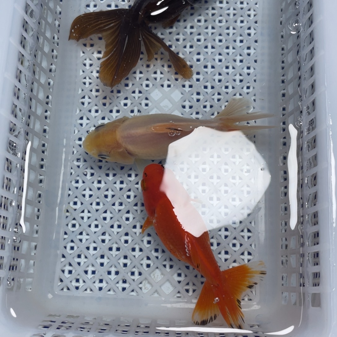 海水鱼花泰狮金鱼11号