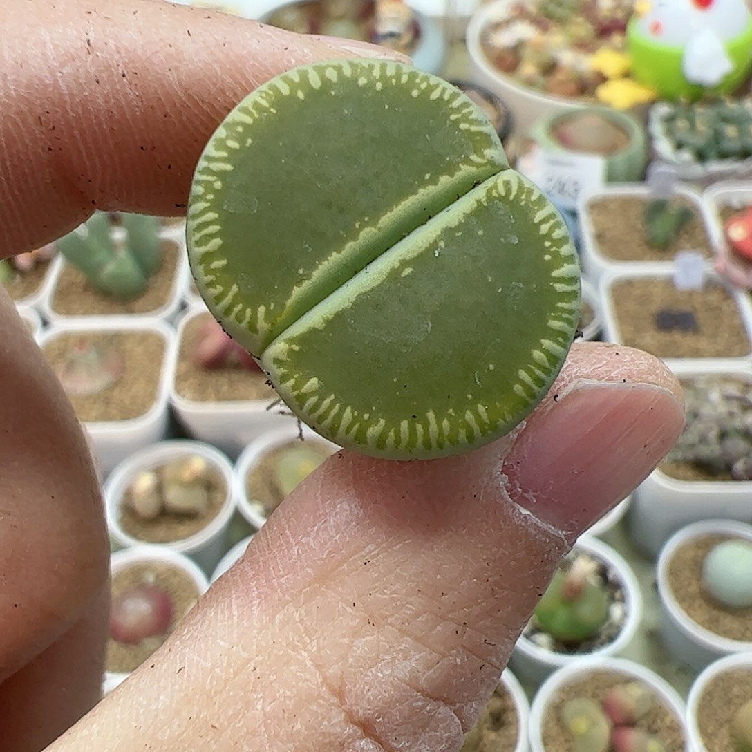 【闪购商品】24 绿光阳