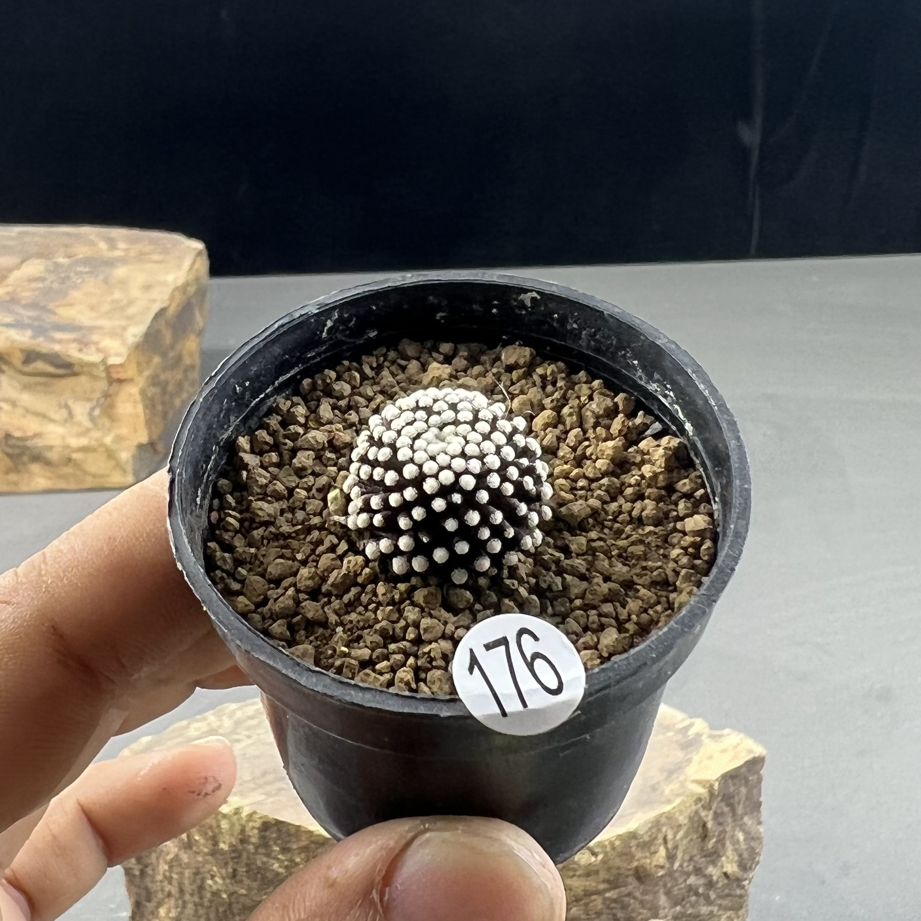 松针牡丹乳突仙人球一物一拍176